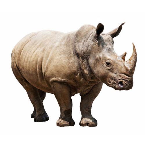 Dieren