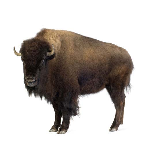 Dieren
