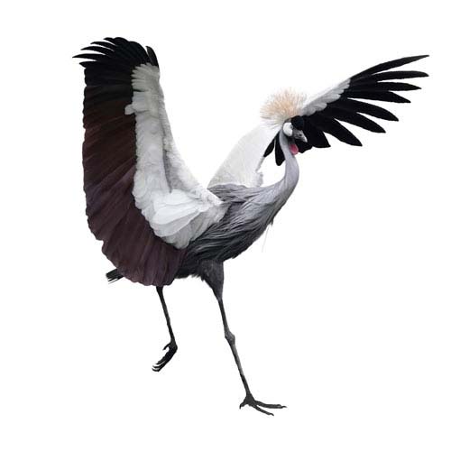 Vogels