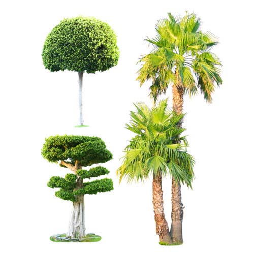 گیاهان